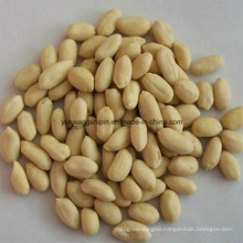 Blanched Peanut Kernel 25/29